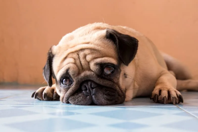 Dog Depression, Anxiety, and Nerves - How to Know If Your Dog is Depressed