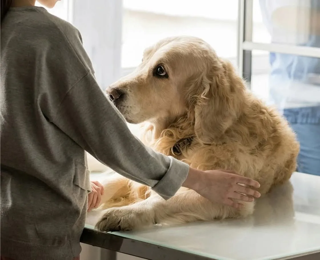 A person comforts a golden retriever on a table at the vet.