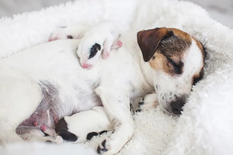 Does my dog need a c-section?