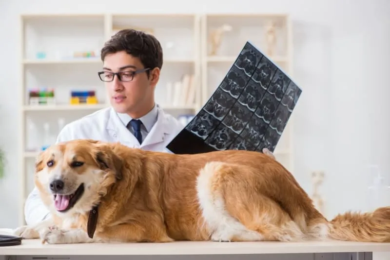 Arthritis in Dogs