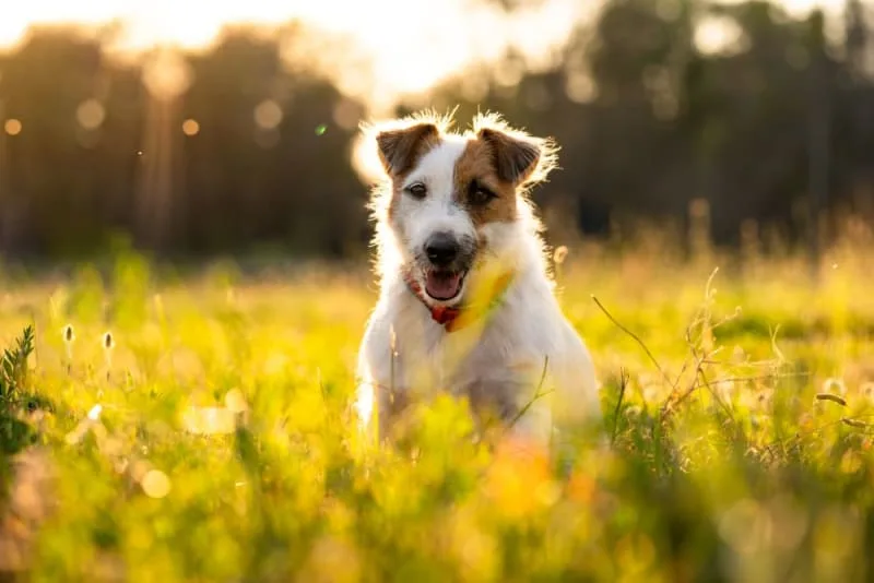 Heatstroke in Dogs