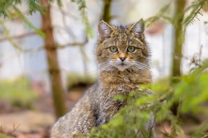 Rabies in Cats - Symptoms & Diagnosis