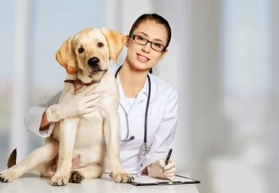What qualifications should I look for in a vet?