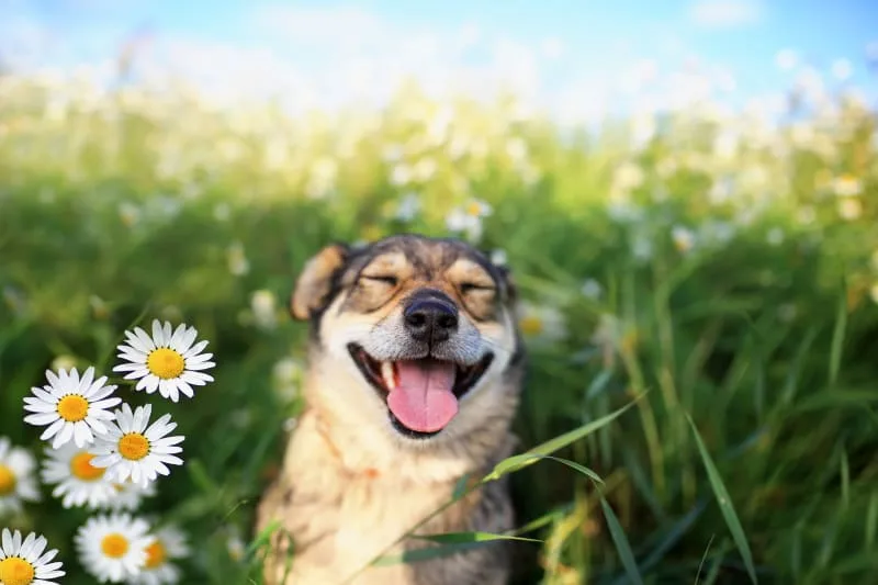 How to Stop and Prevent Periodontal Disease in Dogs