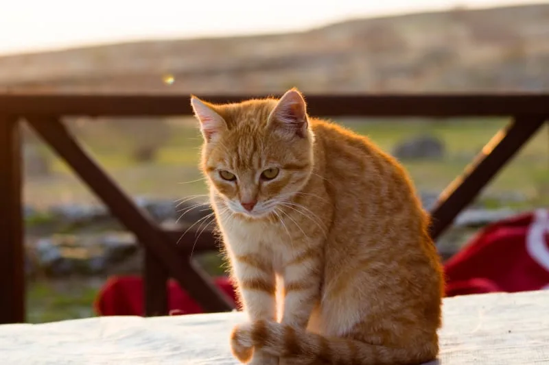 Aural Hematoma in Cat: When is Surgery Needed