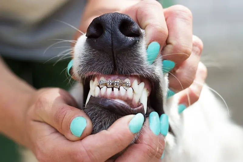 Braces to Fix Your Dog's Teeth