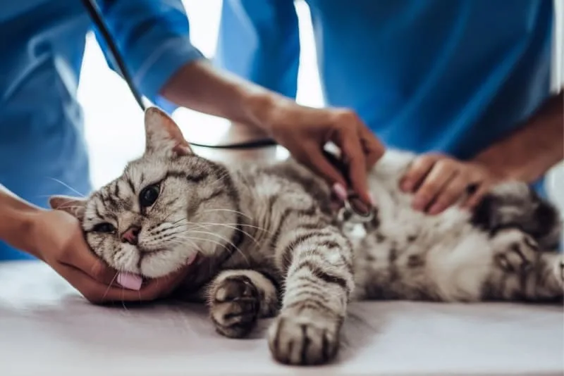 Cat Digestive Problems