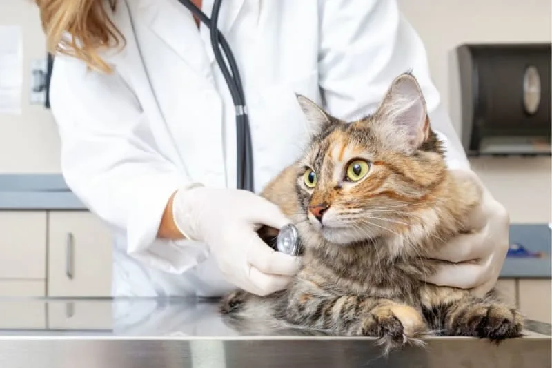 Routine Pet Exams: Questions to Ask Your Vet