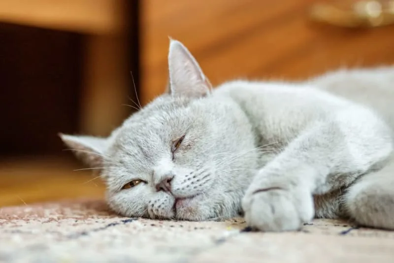 Giardia in Cats