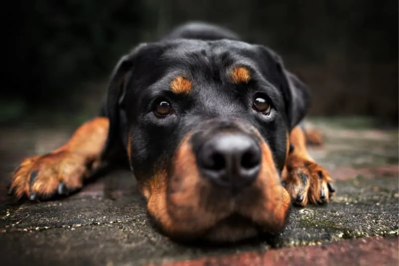 Signs & Symptoms of Fever in Dogs