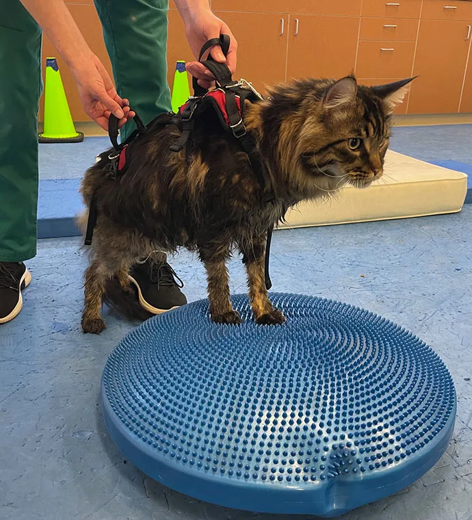 Mountain View Veterinary Hospital Vancouver Washington Rehabilitation Havi