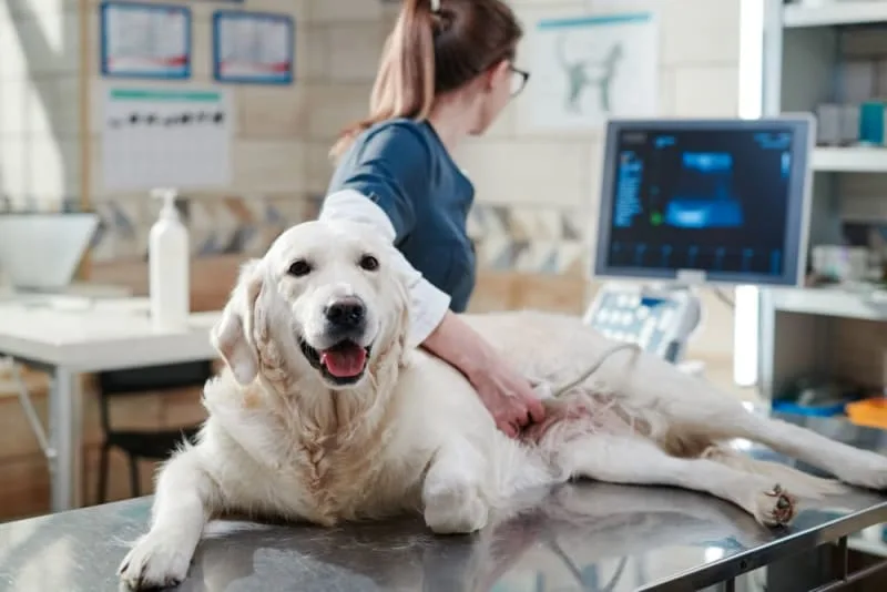 Ultrasound for Dogs & Cats