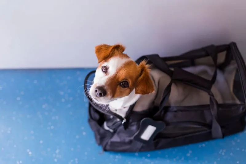 Advantages of Pet Boarding