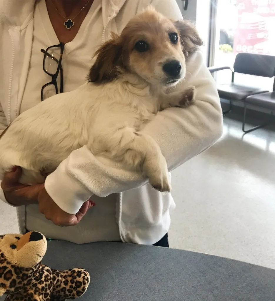 vet holding dog