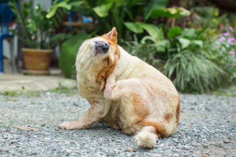 Why Is My Dog Itching & Scratching