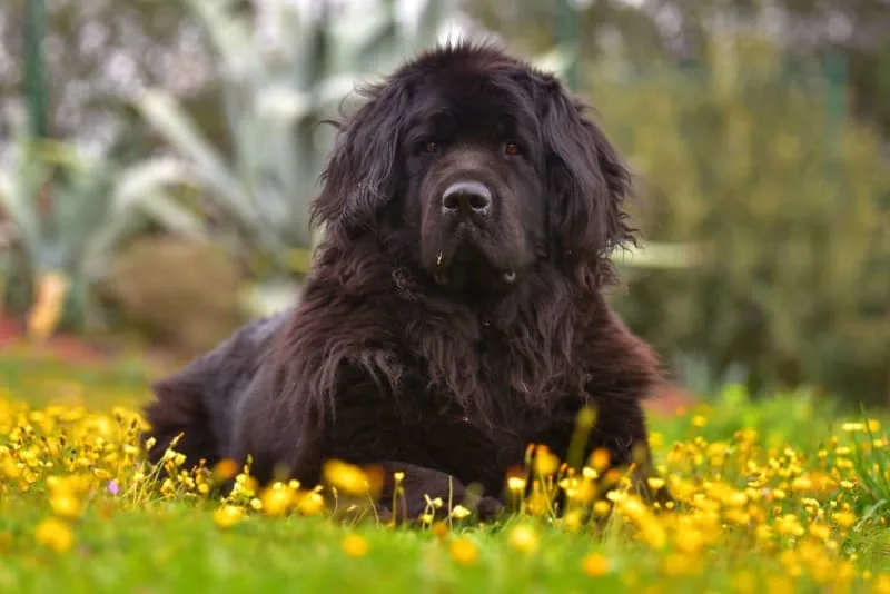 Big & Beautiful: Tailoring a Wellness Plan for Large Breed Dogs