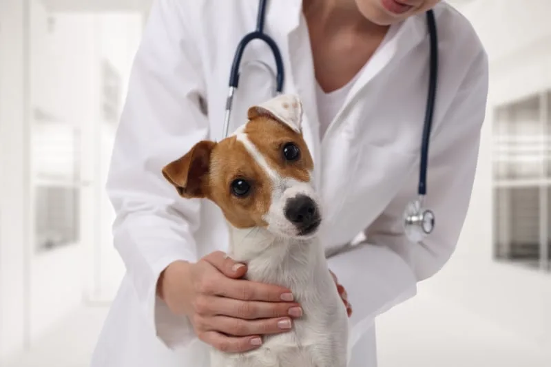 Signs Your Pet Needs Emergency Vet Care & What to Do