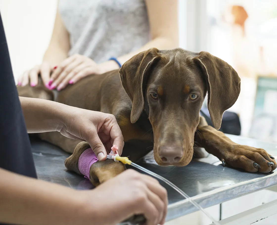 cc - chocolate lab with IV