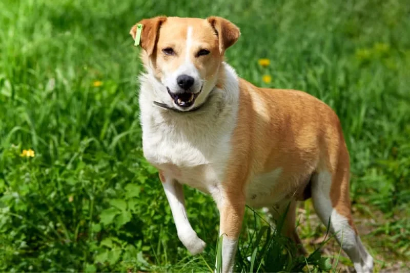 Dog Limping: Causes & Treatment