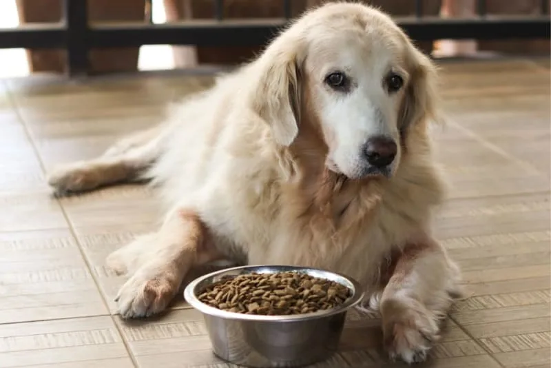 Best Dog Food for Senior Dogs