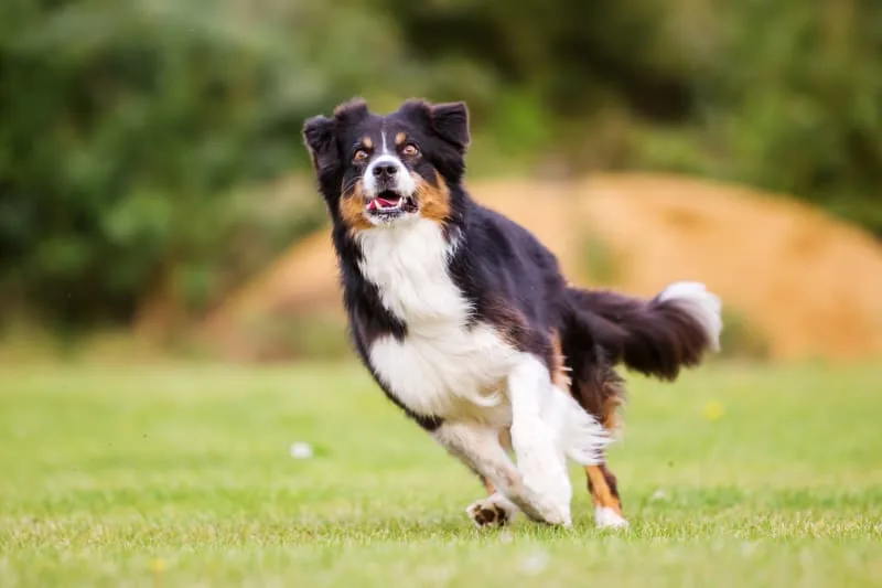 How to Keep a Dog Happy & Healthy