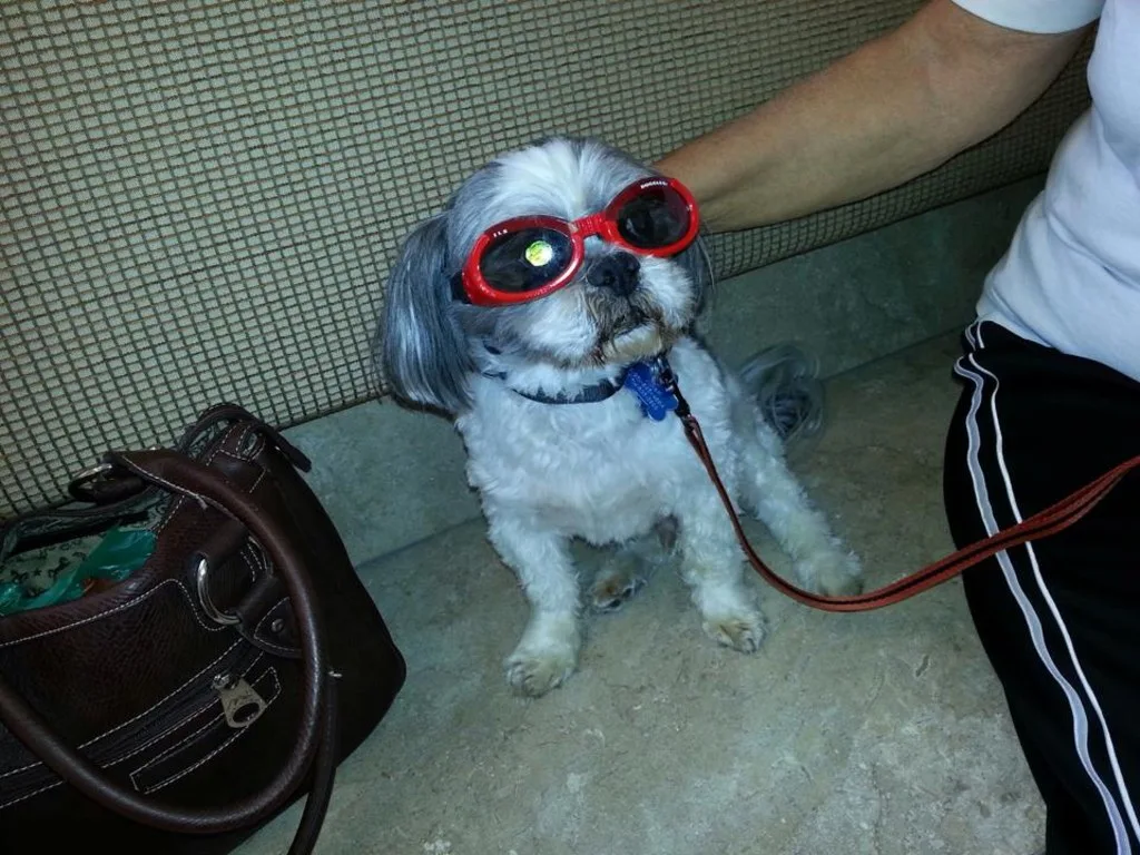 Cute puppy with sunglasses on