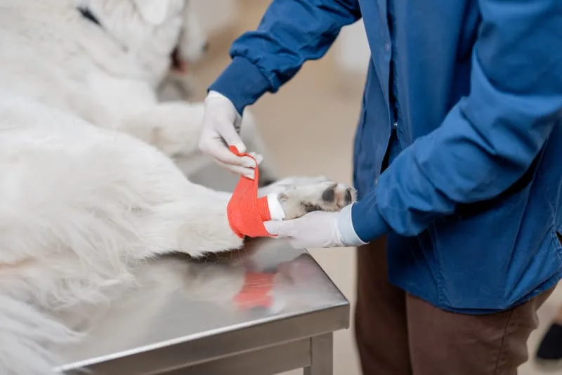Dog Wound Care & Healing Stages