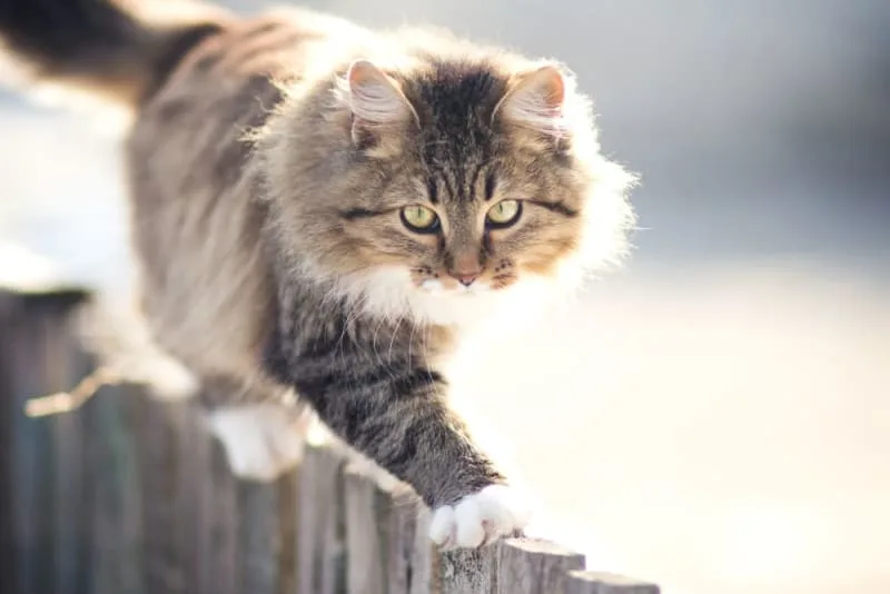 Why are my cat's ears so warm?