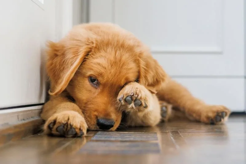 Puppy Knuckling