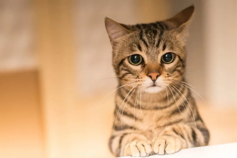 Cat Urinary Tract Infection