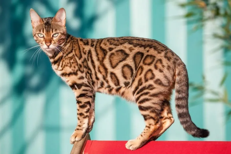 The 15 Cutest Cat Breeds You Will Love