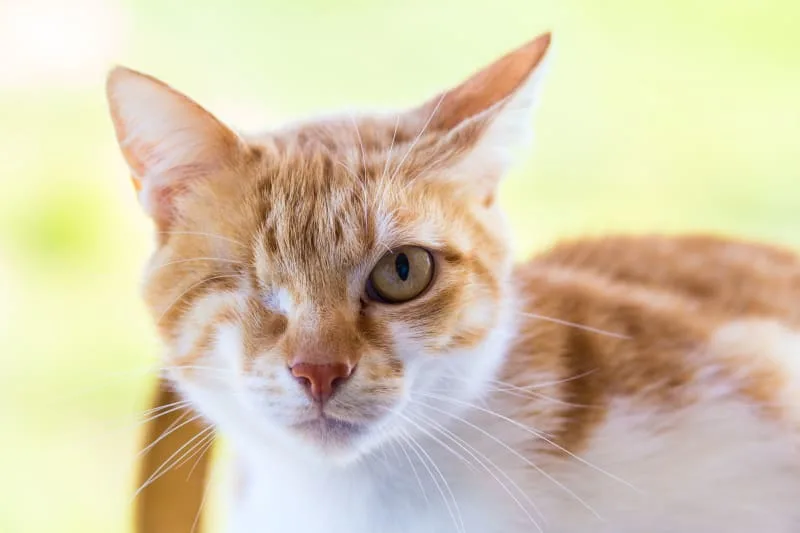 Eye Removal (Enucleation) in Cats