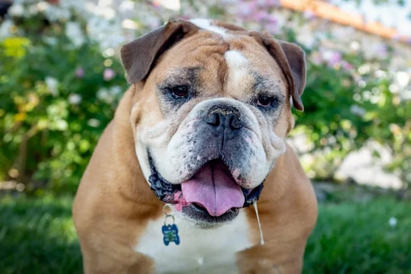Drooling in Dogs: Why They Do it & What to Do