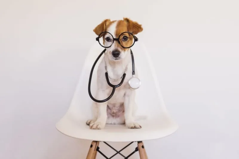 Vaccination Schedule For Dogs And Puppies