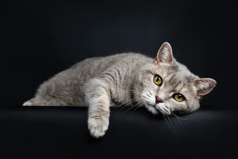 Old Cats – Caring for Senior Cats