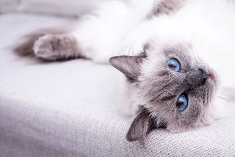 15 of The Cutest Cat Breeds