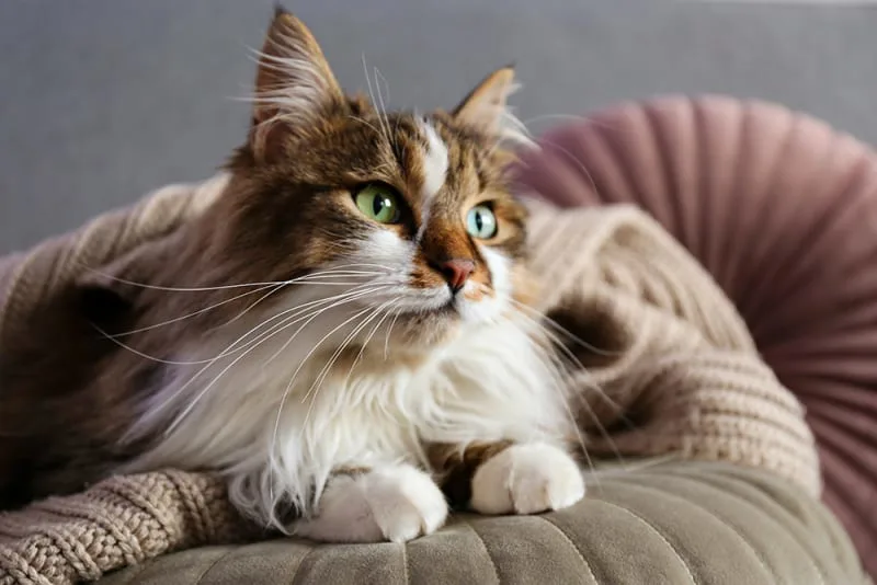 What to Do When Your Feline Friend Won't Drink Water