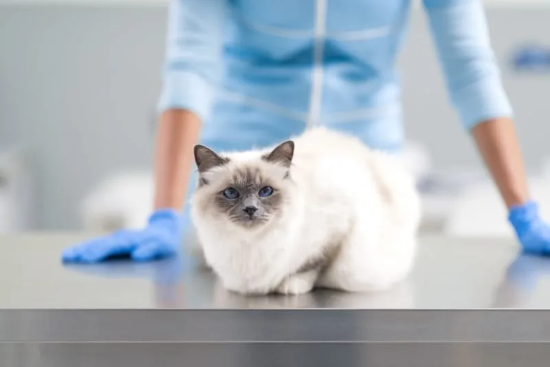 How Often Do You Take a Cat to the Vet?