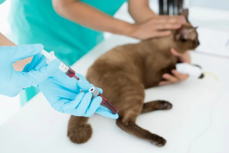 Understanding Blood Tests for Cats