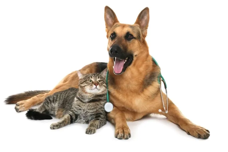 Why Routine Exams Are Important For Pets Your Pet's Health