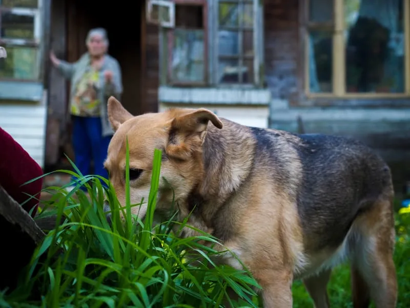 My dog's eating grass: Have they been poisoned?