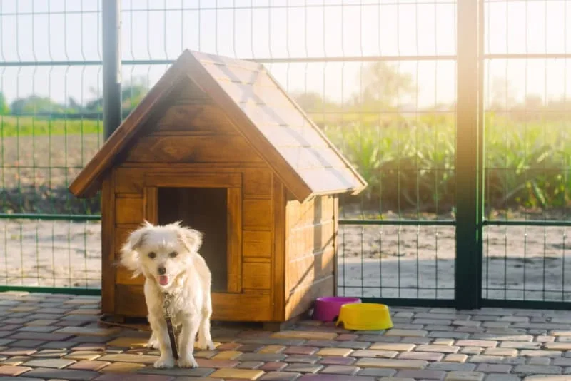 The Benefits of Dog Boarding