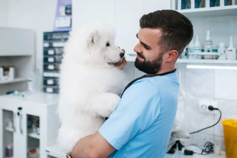 Puppy Vaccine Schedule: What Shots Puppies Need & When