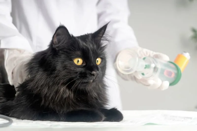 Feline Asthma - Signs & Symptoms of Asthma in Cats