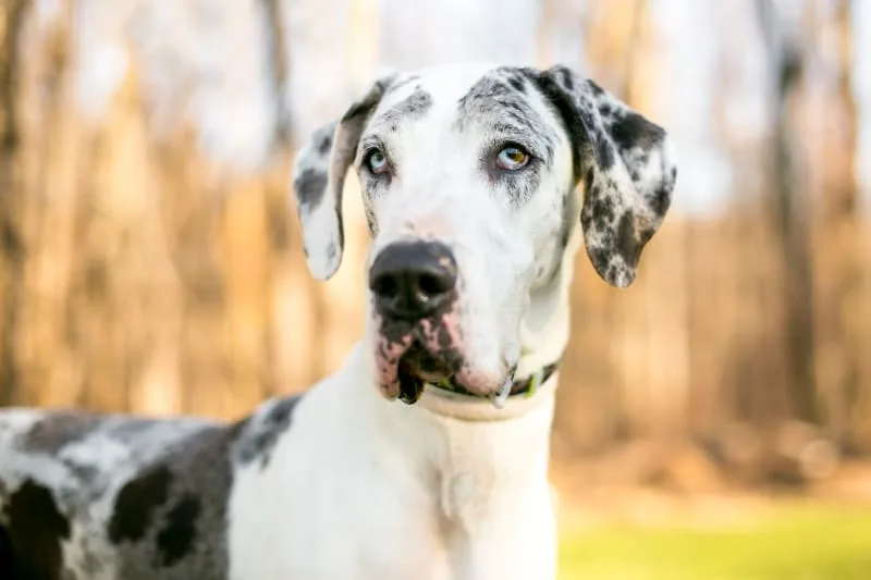 Types of Tumors Seen In Dogs & How They Are Treated