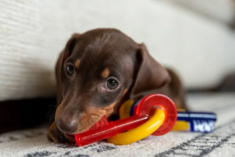 A Pet Parent's Guide to Puppy Teething