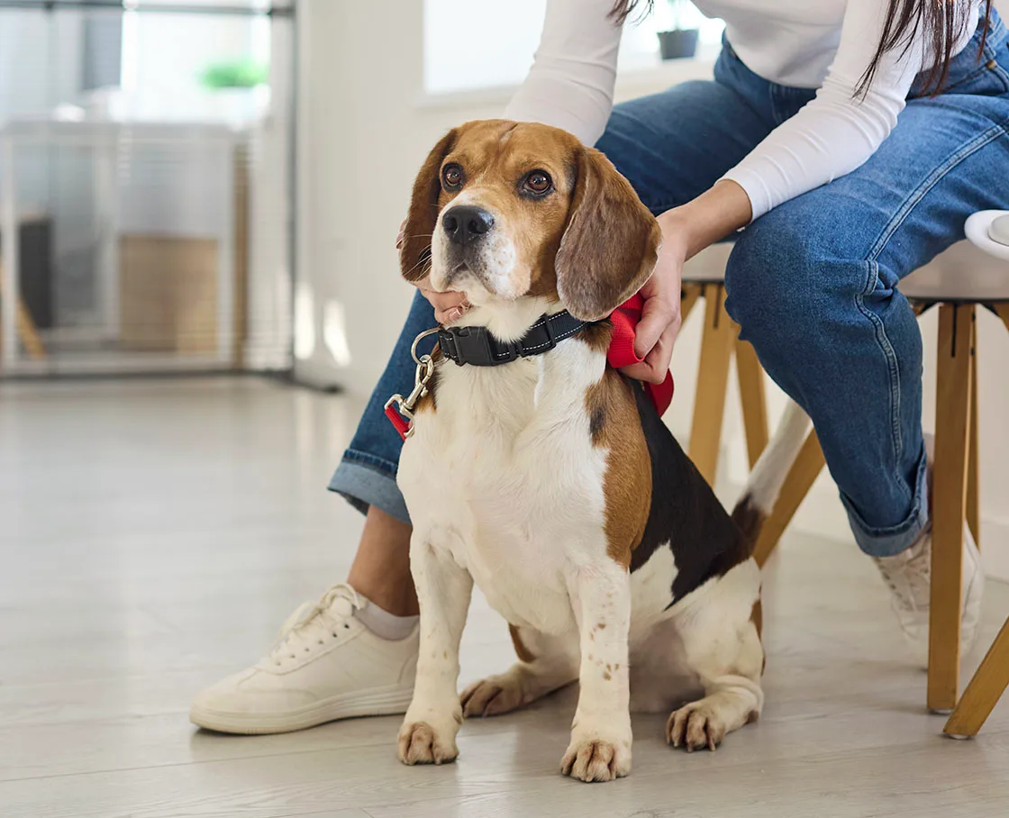 beagle sits at feet of woman in vet office