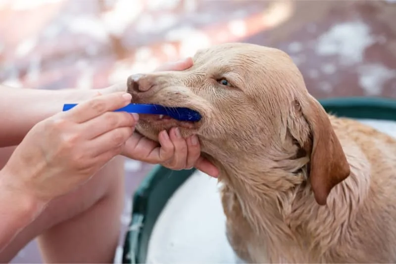 Veterinary Dentistry: Cavities in Dogs