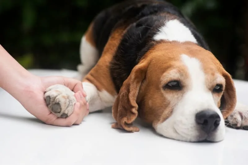 What is Whipworm in dogs? Causes, Treatment & Prevention