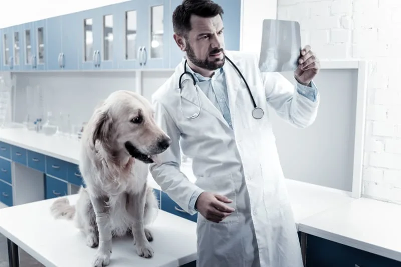 All About Diagnostic Tests For Pets